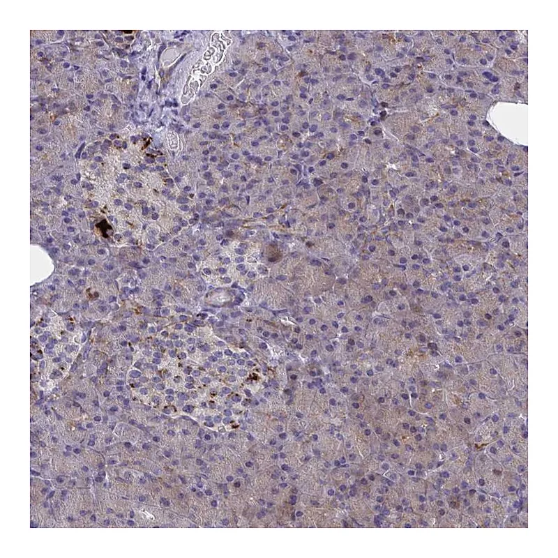 Atlas Antibodies Anti-SYT10 Antibody
