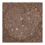 Atlas Antibodies Anti-SYNRG Antibody