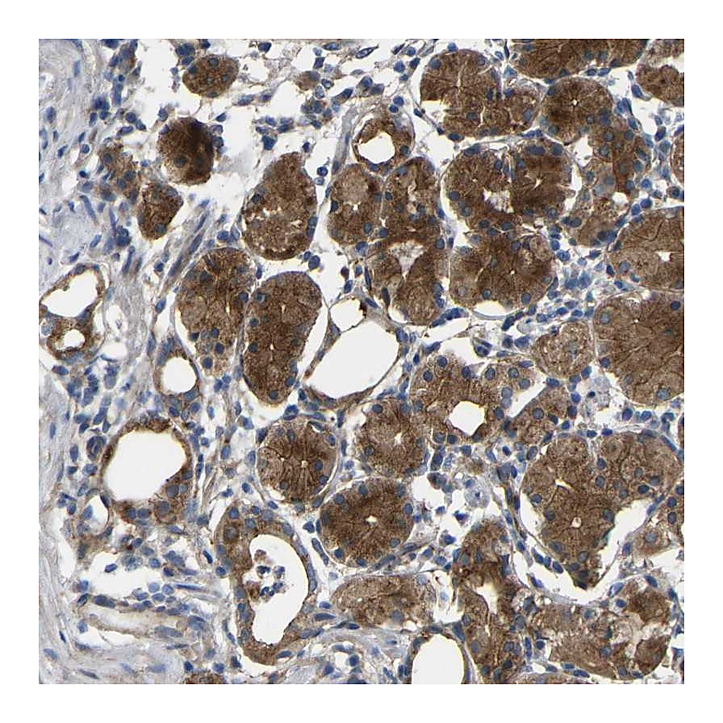 Atlas Antibodies Anti-SYPL1 Antibody