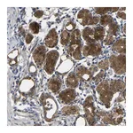 Atlas Antibodies Anti-SYPL1 Antibody