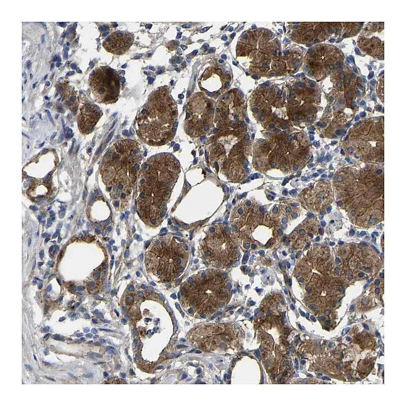 Atlas Antibodies Anti-SYPL1 Antibody