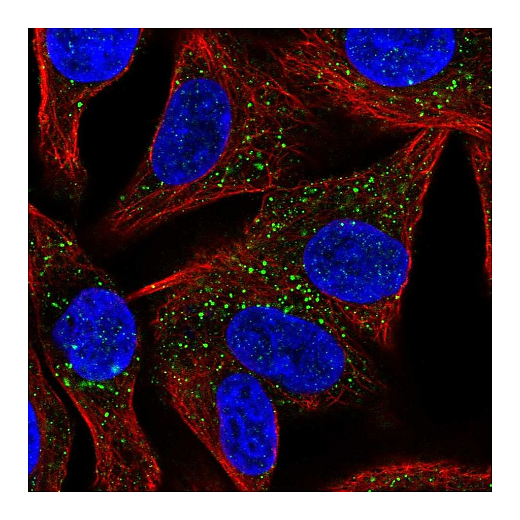 Atlas Antibodies Anti-SYT13 Antibody