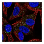 Atlas Antibodies Anti-SYT13 Antibody