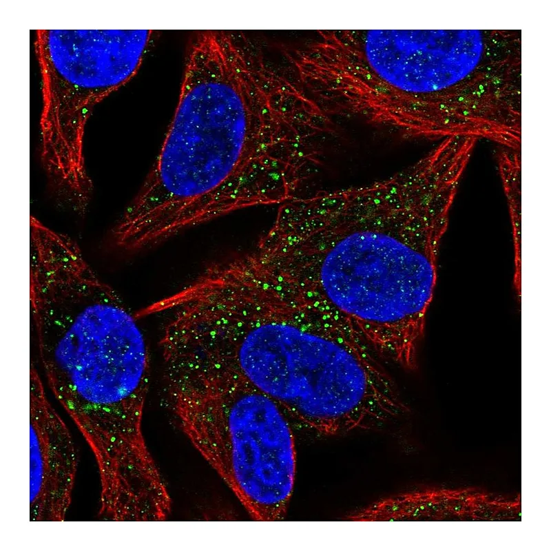Atlas Antibodies Anti-SYT13 Antibody