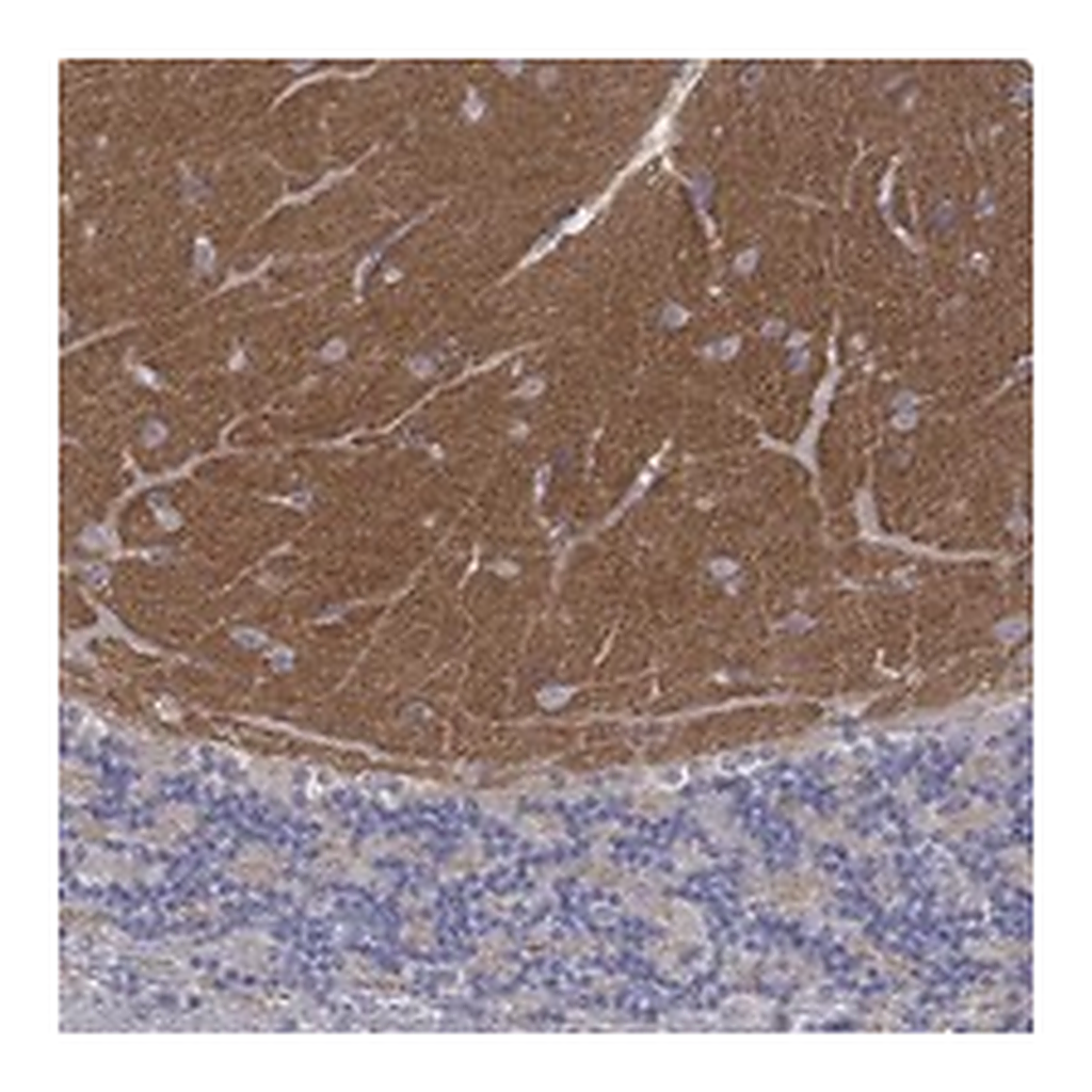 Atlas Antibodies Anti-SYT12 Antibody