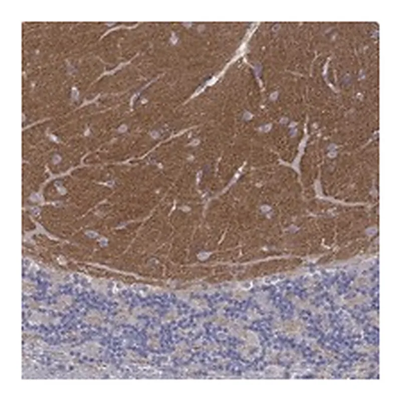 Atlas Antibodies Anti-SYT12 Antibody