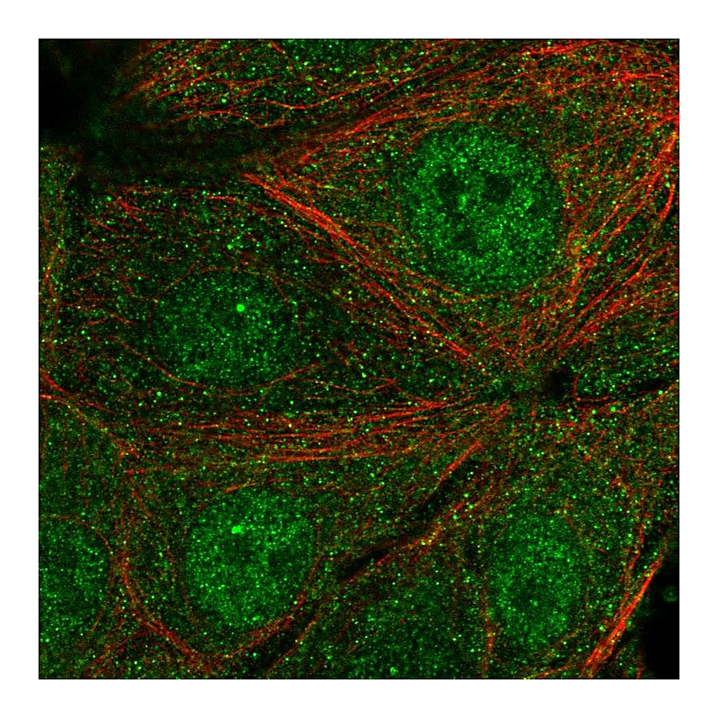 Atlas Antibodies Anti-SYT17 Antibody