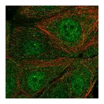 Atlas Antibodies Anti-SYT17 Antibody