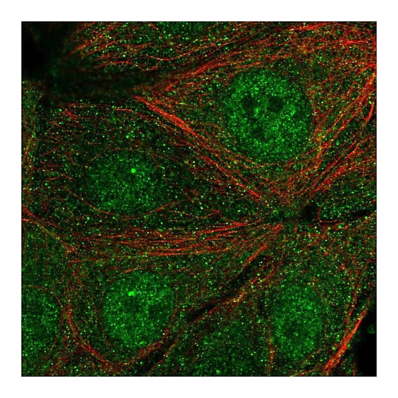 Atlas Antibodies Anti-SYT17 Antibody