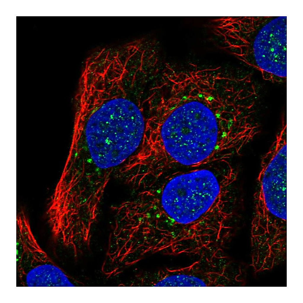 Atlas Antibodies Anti-SYT15 Antibody