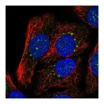 Atlas Antibodies Anti-SYT15 Antibody