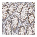 Atlas Antibodies Anti-SYT16 Antibody