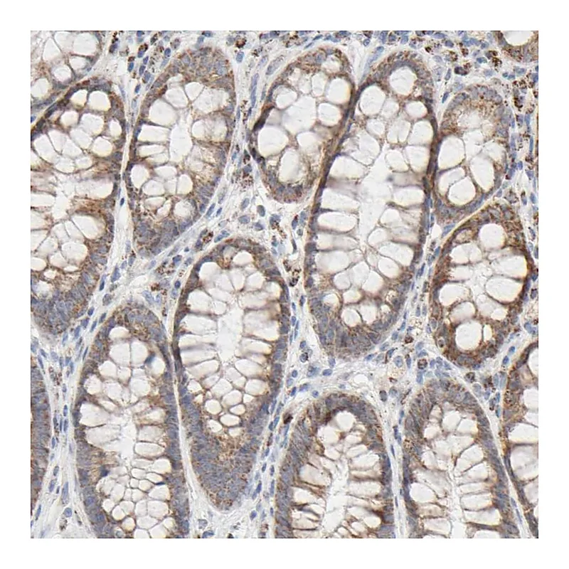 Atlas Antibodies Anti-SYT16 Antibody