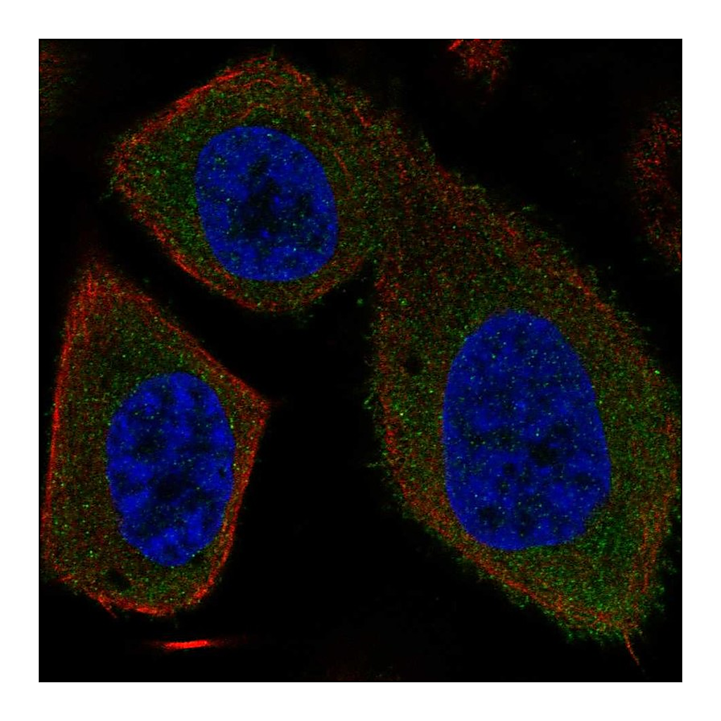 Atlas Antibodies Anti-SYT16 Antibody