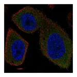 Atlas Antibodies Anti-SYT16 Antibody