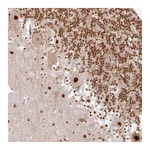 Atlas Antibodies Anti-SYT15 Antibody