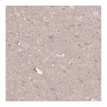 Atlas Antibodies Anti-SYT4 Antibody