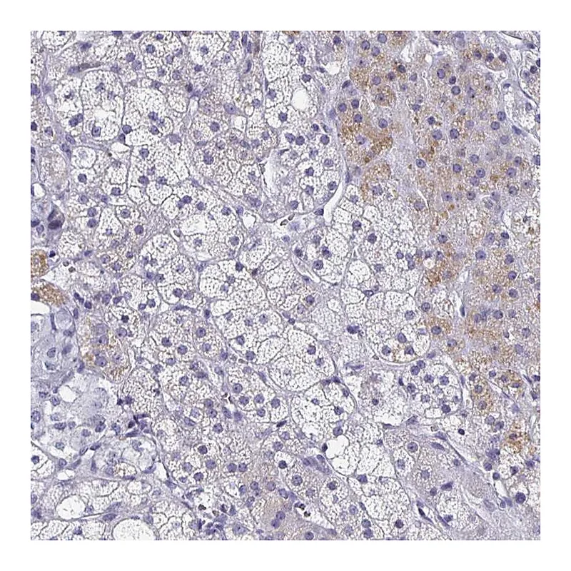 Atlas Antibodies Anti-SYT2 Antibody