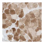 Atlas Antibodies Anti-SYTL3 Antibody