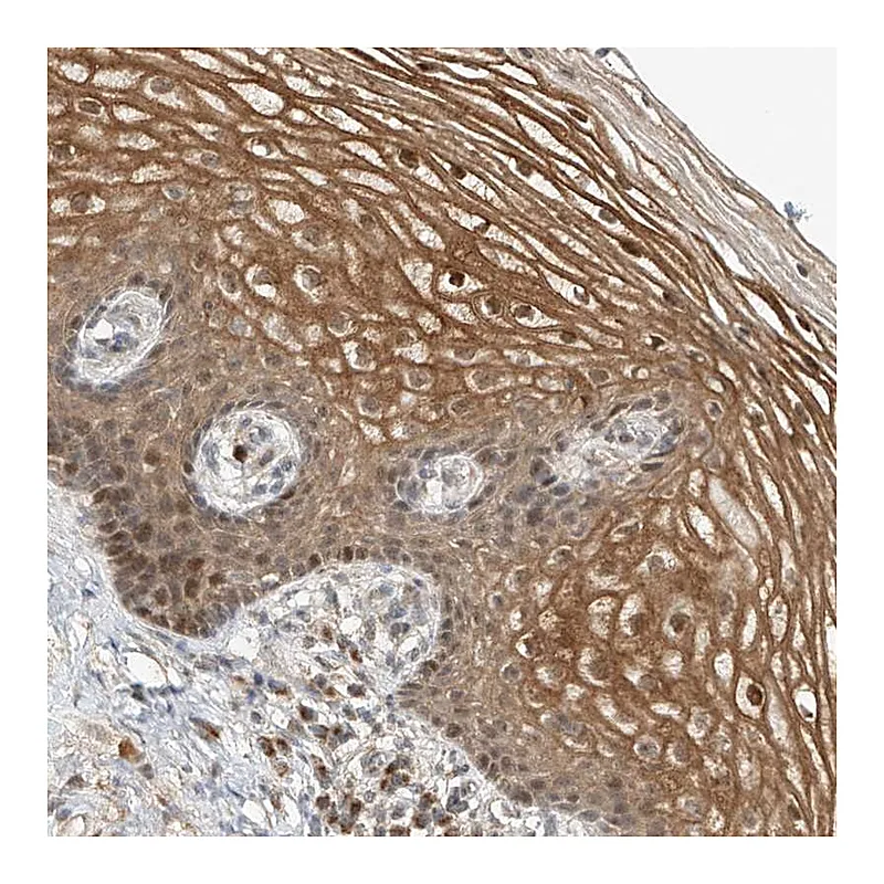 Atlas Antibodies Anti-SYTL3 Antibody