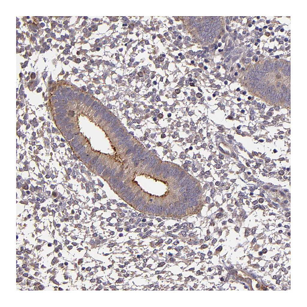 Atlas Antibodies Anti-SYTL4 Antibody