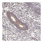 Atlas Antibodies Anti-SYTL4 Antibody