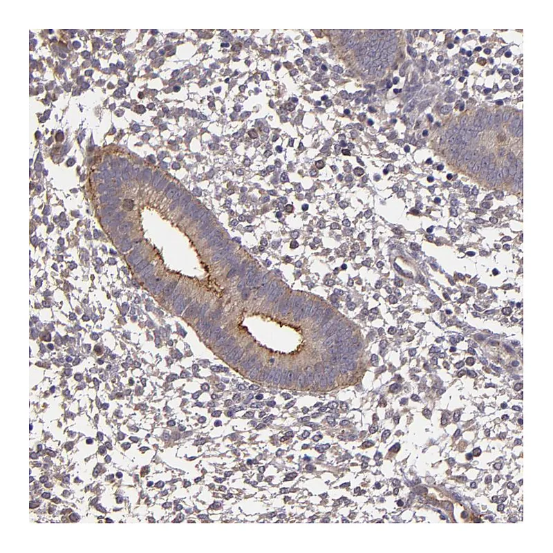 Atlas Antibodies Anti-SYTL4 Antibody
