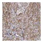 Atlas Antibodies Anti-SYTL4 Antibody