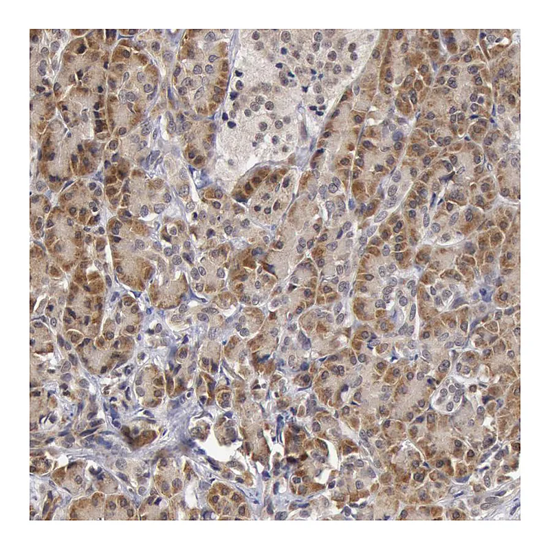 Atlas Antibodies Anti-SYTL4 Antibody