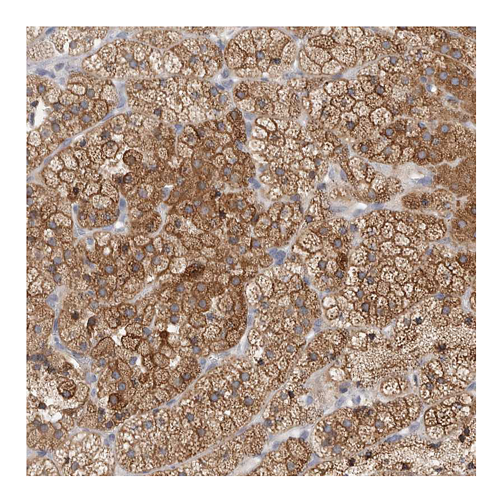 Atlas Antibodies Anti-SYTL5 Antibody