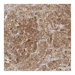 Atlas Antibodies Anti-SYTL5 Antibody