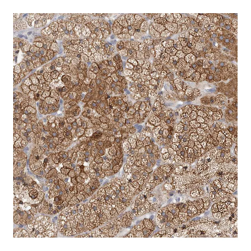Atlas Antibodies Anti-SYTL5 Antibody