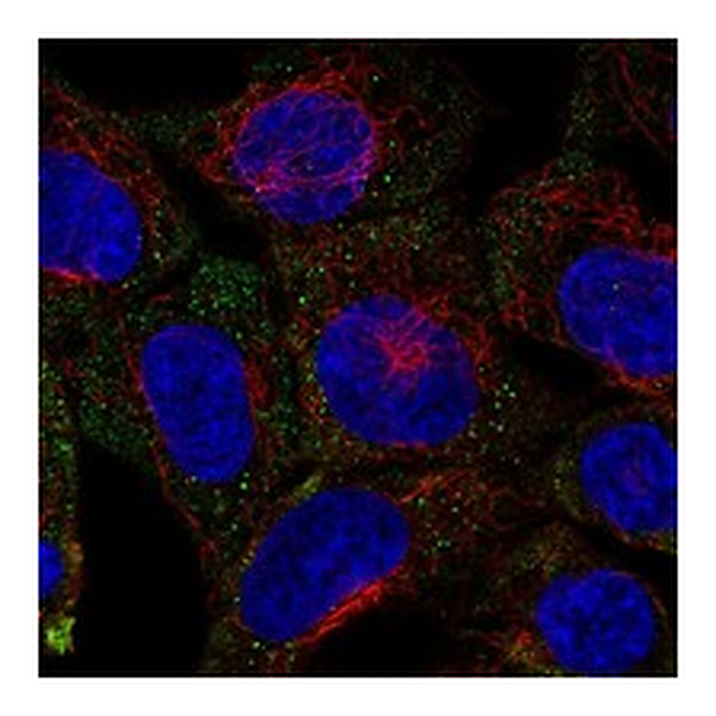 Atlas Antibodies Anti-SYTL4 Antibody