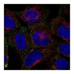 Atlas Antibodies Anti-SYTL4 Antibody
