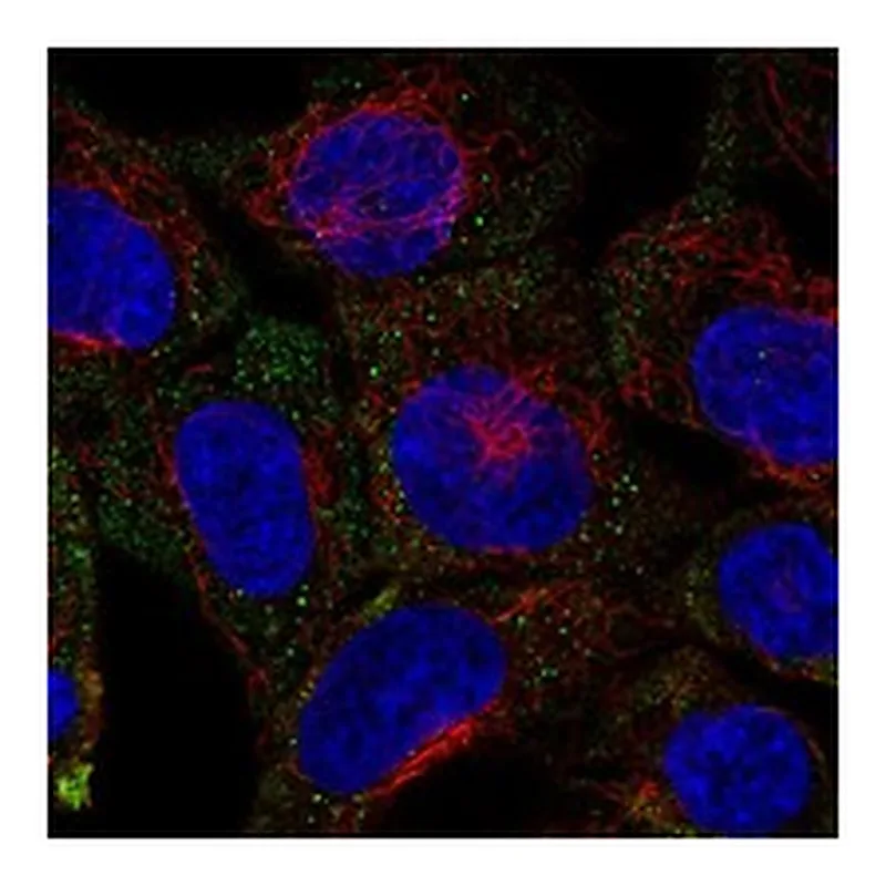 Atlas Antibodies Anti-SYTL4 Antibody