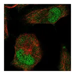 Atlas Antibodies Anti-T Antibody
