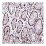 Atlas Antibodies Anti-TAB1 Antibody