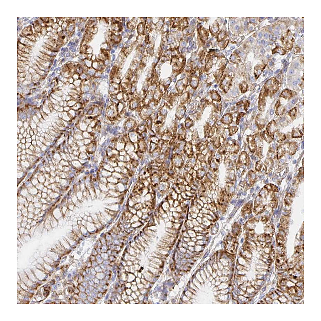 Atlas Antibodies Anti-TAAR1 Antibody