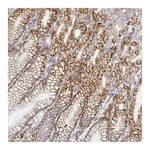 Atlas Antibodies Anti-TAAR1 Antibody