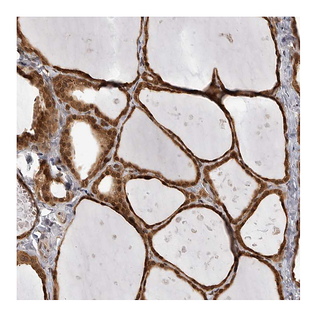 Atlas Antibodies Anti-SZRD1 Antibody