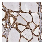 Atlas Antibodies Anti-SZRD1 Antibody