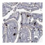 Atlas Antibodies Anti-TAAR5 Antibody