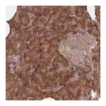 Atlas Antibodies Anti-TAB2 Antibody