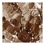 Atlas Antibodies Anti-TAB3 Antibody