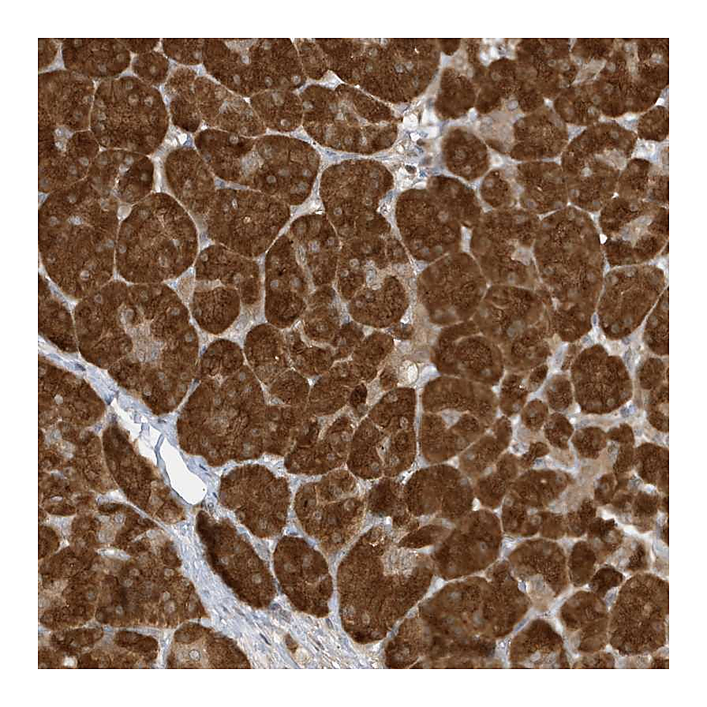 Atlas Antibodies Anti-TAB3 Antibody