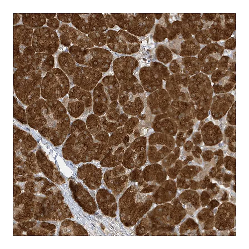 Atlas Antibodies Anti-TAB3 Antibody