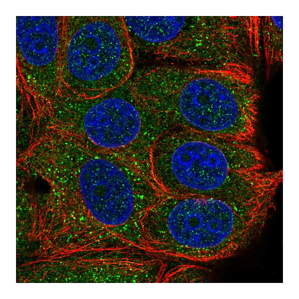 Atlas Antibodies Anti-TAB2 Antibody