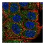 Atlas Antibodies Anti-TAB2 Antibody