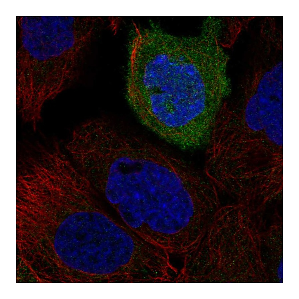 Atlas Antibodies Anti-TACR2 Antibody