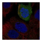 Atlas Antibodies Anti-TACR2 Antibody